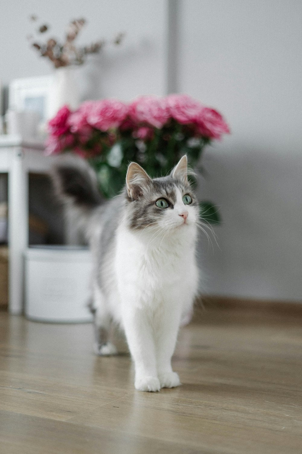 a grey and white cat standing on a hard wood floor