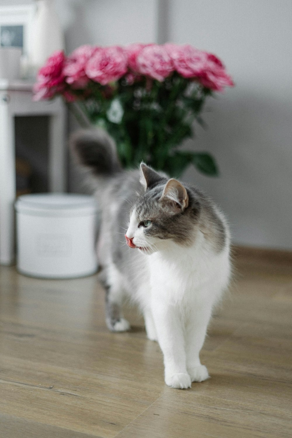 a gray and white cat walking across a wooden floor