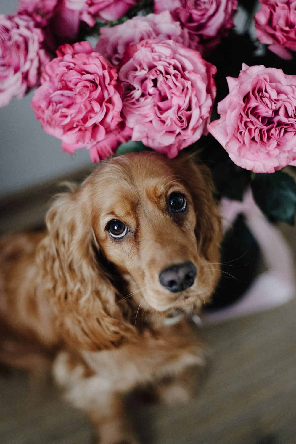 a brown dog sitting next to a bunch of pink flowers