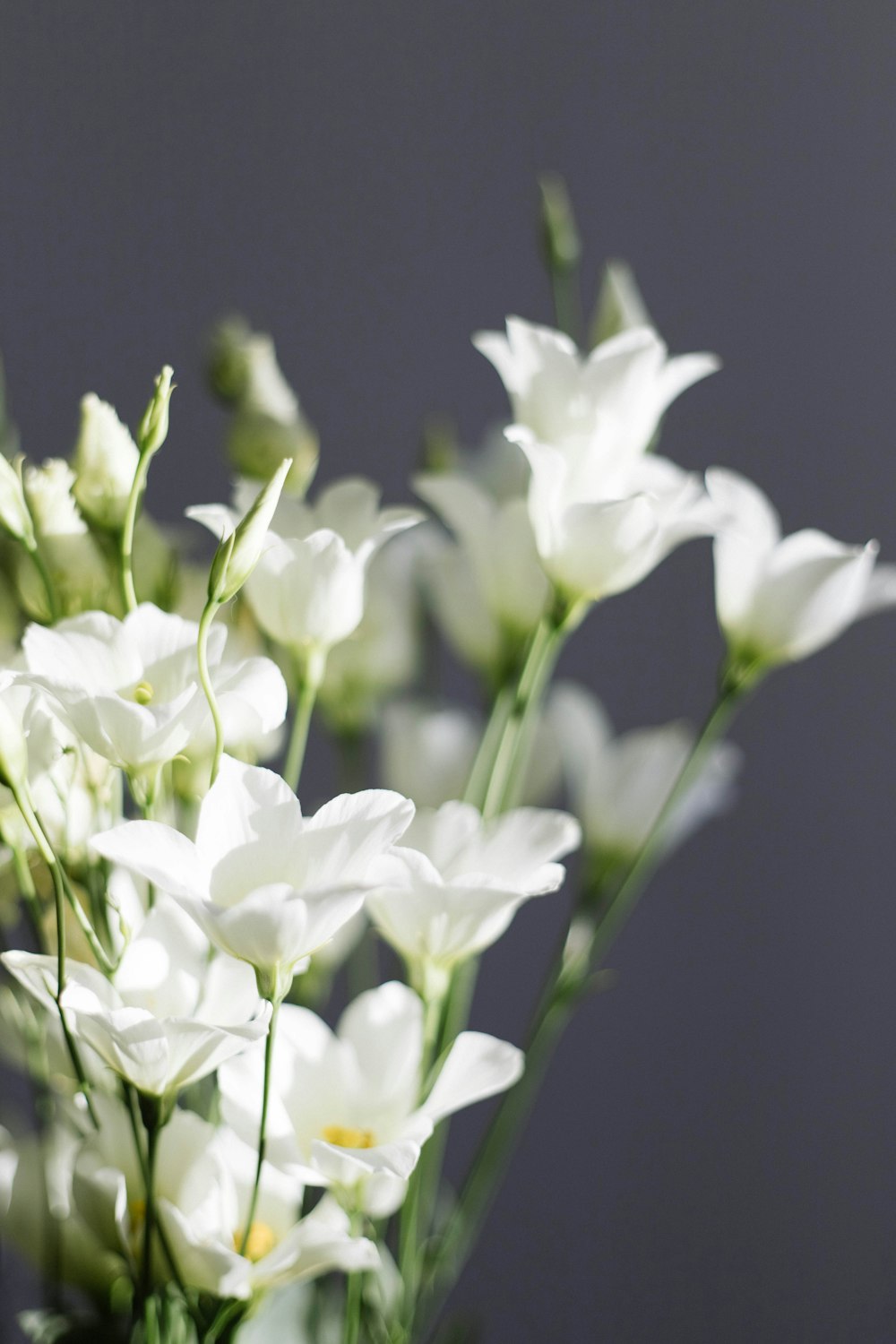 a vase filled with white flowers on top of a table