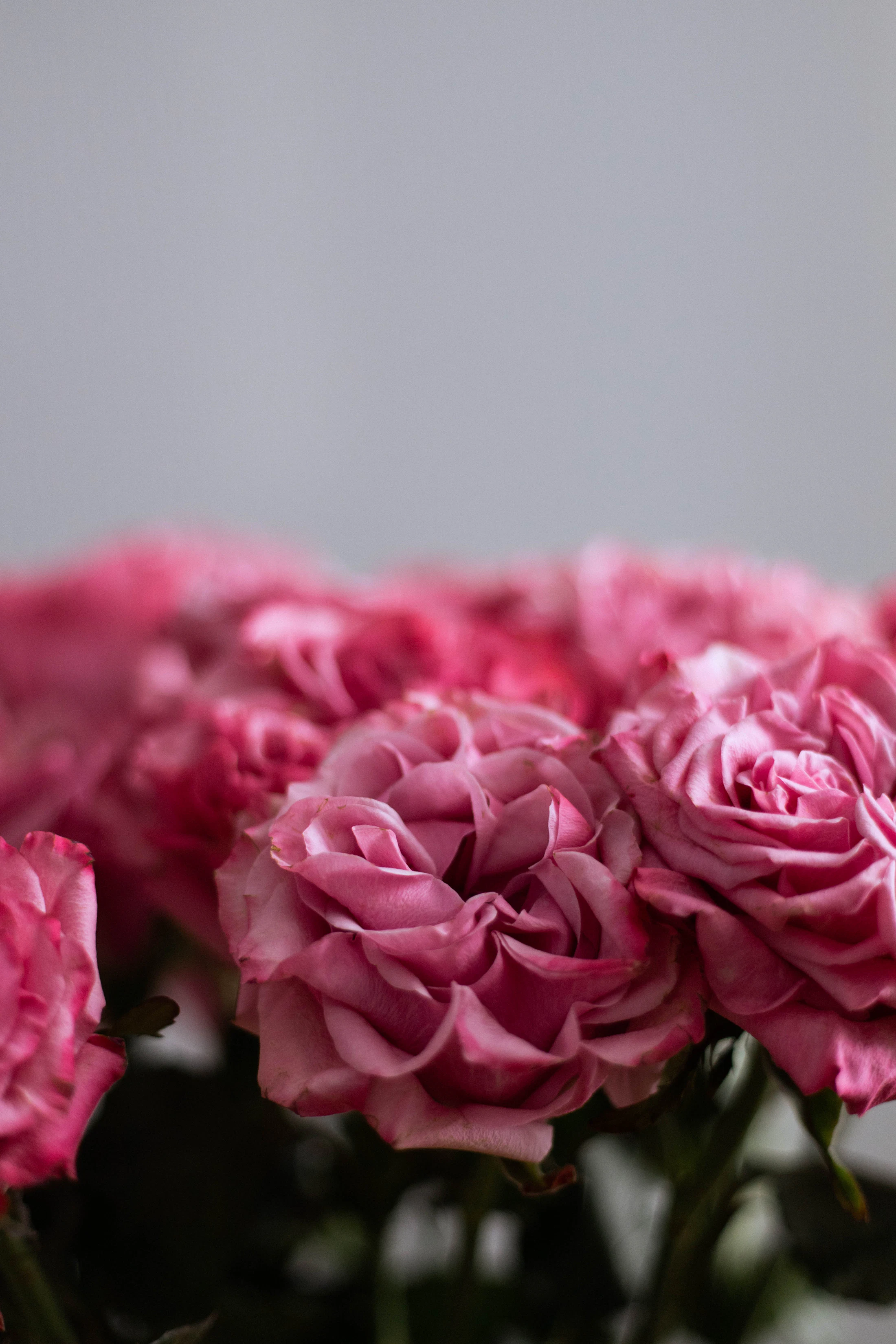 Pink roses arranged in a vase