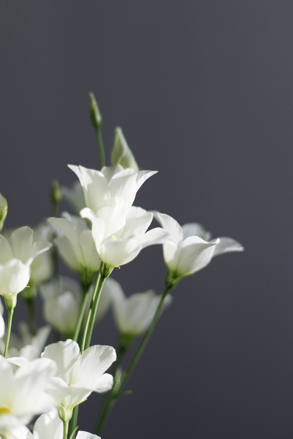 a vase filled with white flowers on top of a table