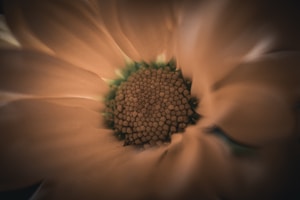 A close-up, macro shot of a flower with focus on the intricate patterns of the central part, surrounded by softly blurred petals. The image is softly lit, emphasizing the textures and details within the center of the bloom.