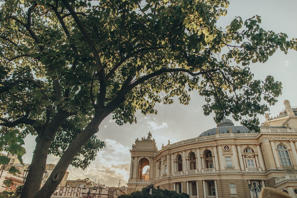 a large building with a tree in front of it