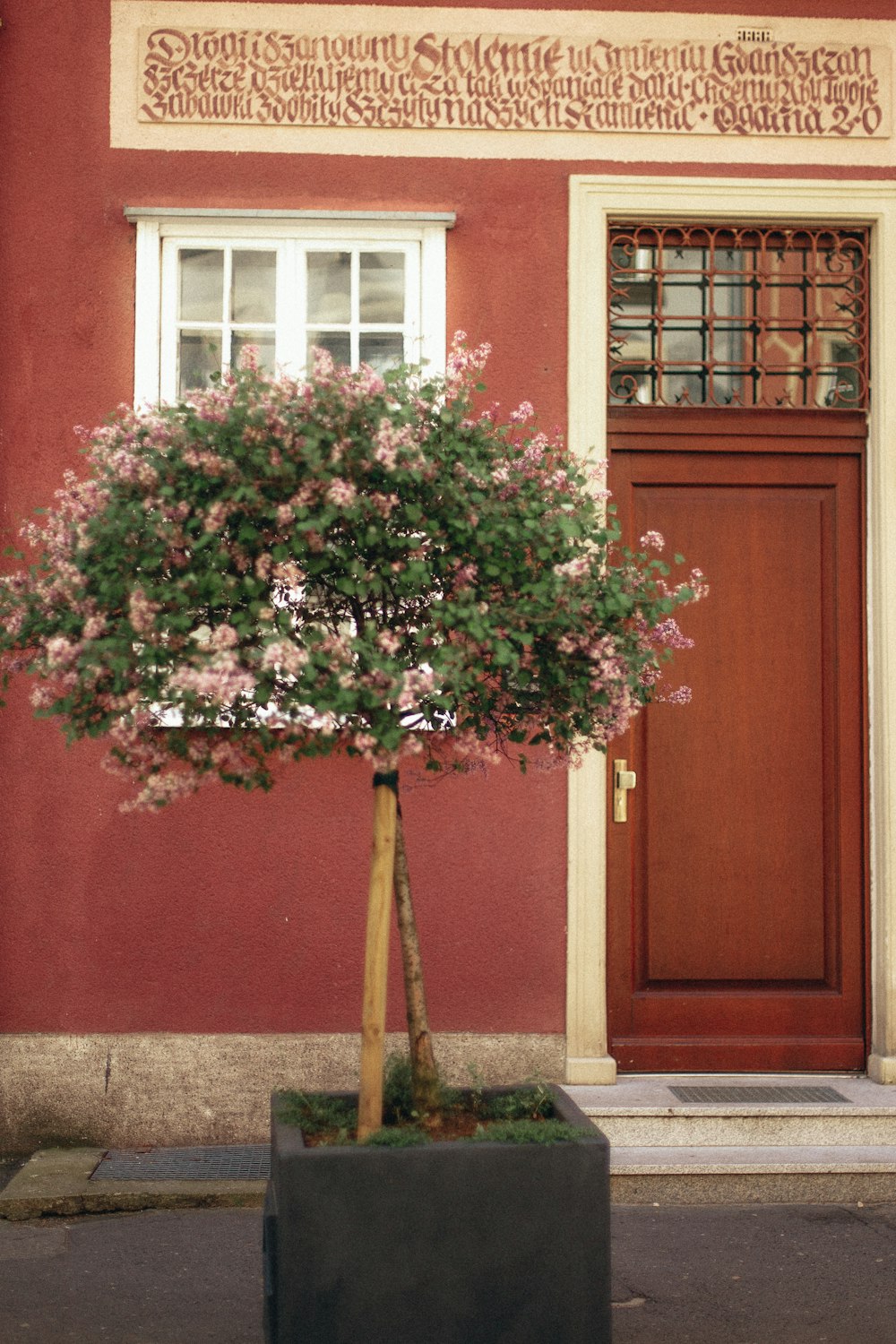 a potted tree in front of a red building