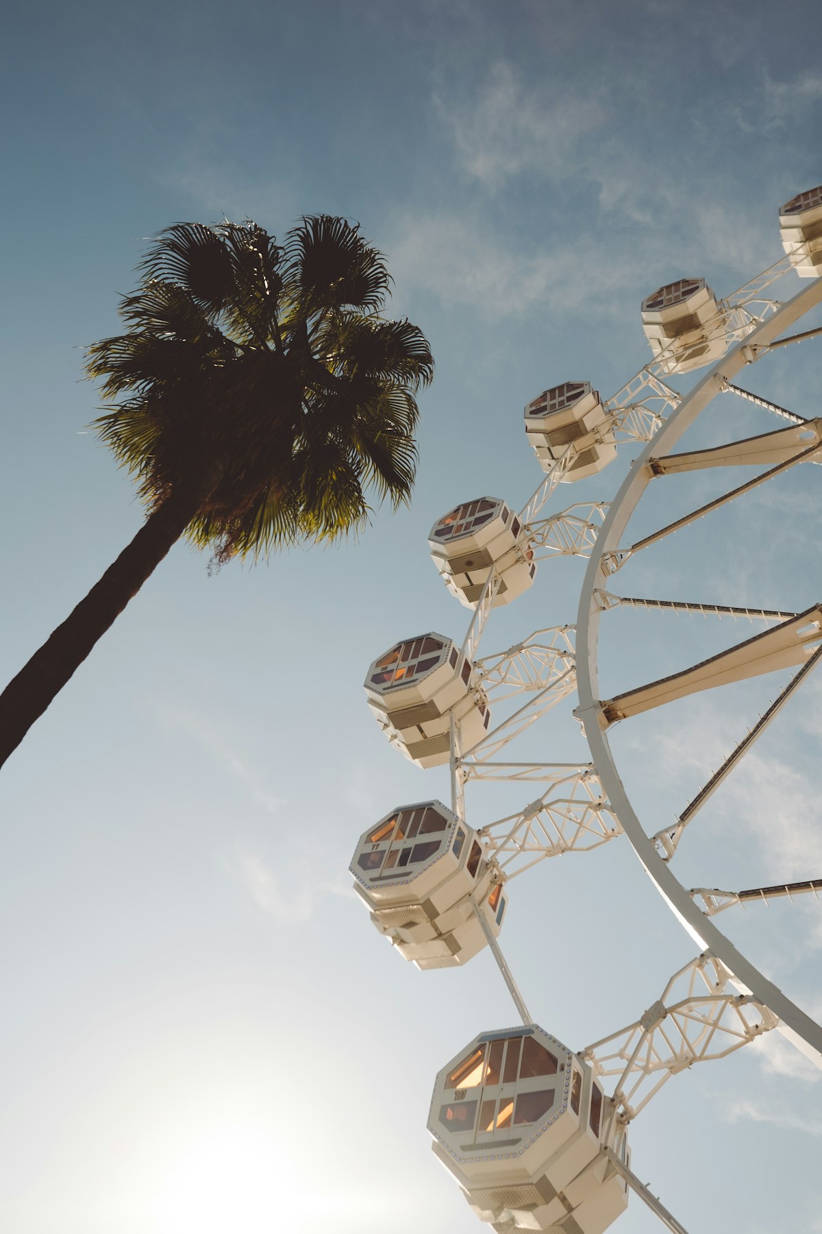 Ferris wheel and palm tree beneath a sunny sky