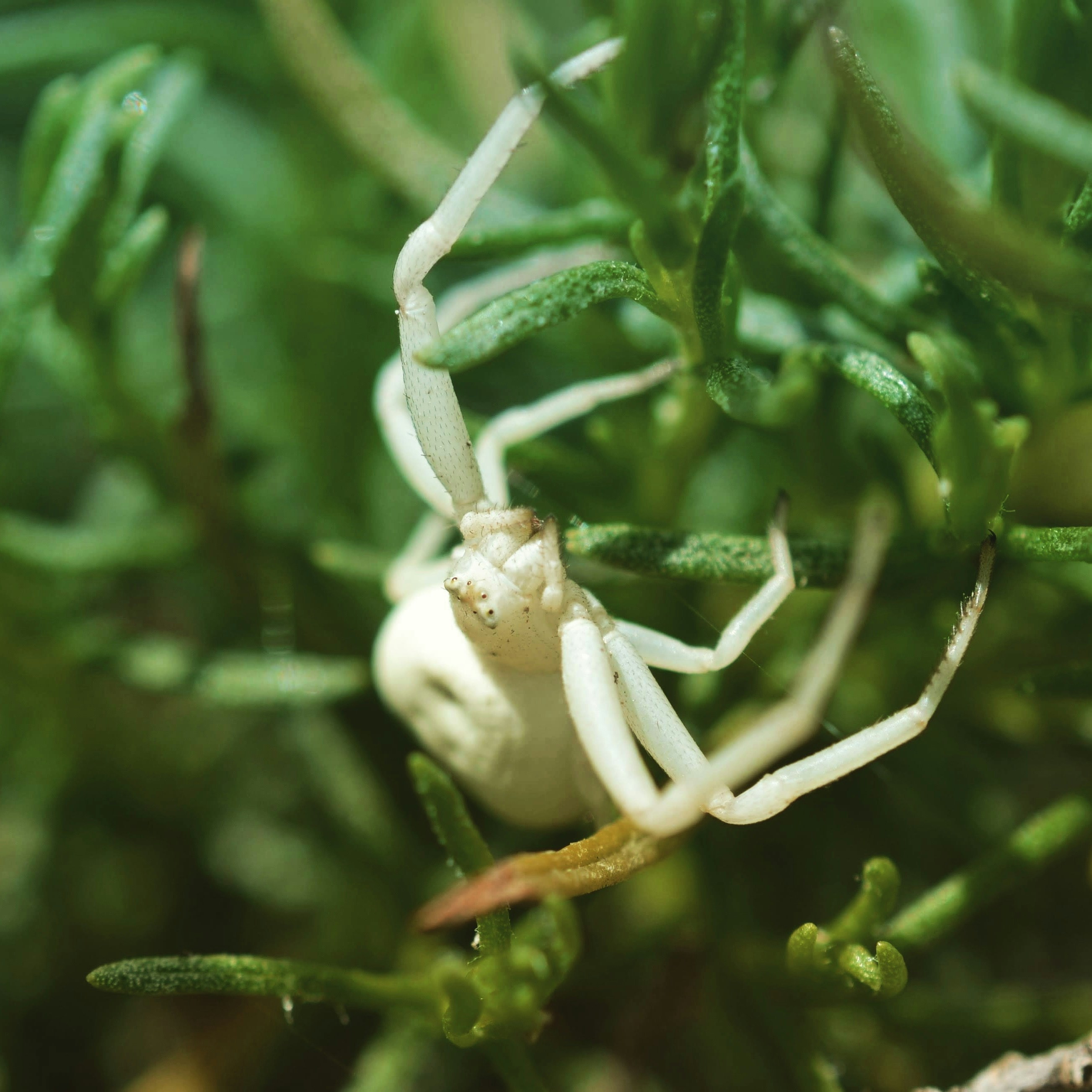 Une araignée blanche rampant sur une plante verte photo Photo — free download