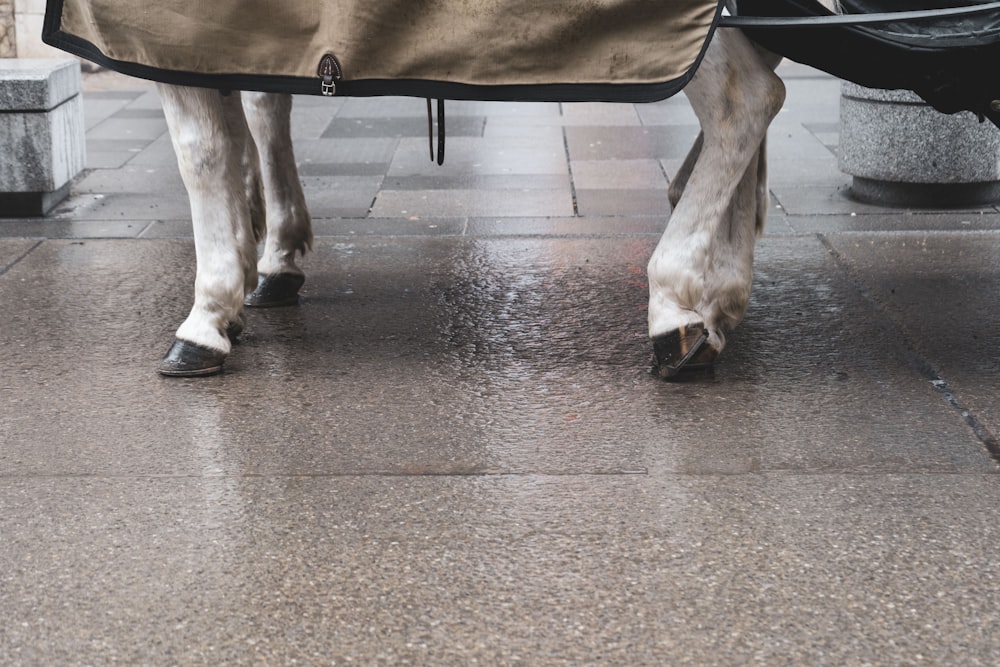 a horse with a blanket on it's back walking down the street