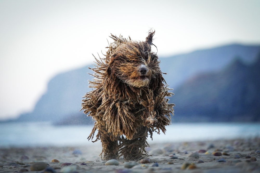 a wet dog running on a rocky beach