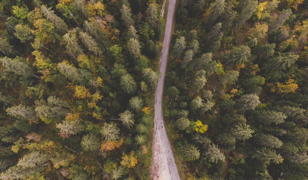 an aerial view of a road surrounded by trees