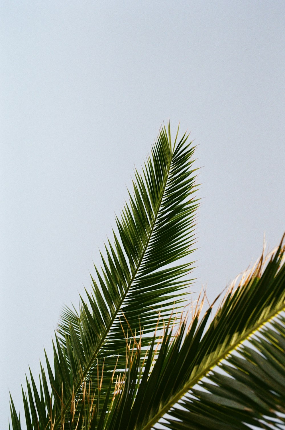 a bird is perched on a palm tree branch