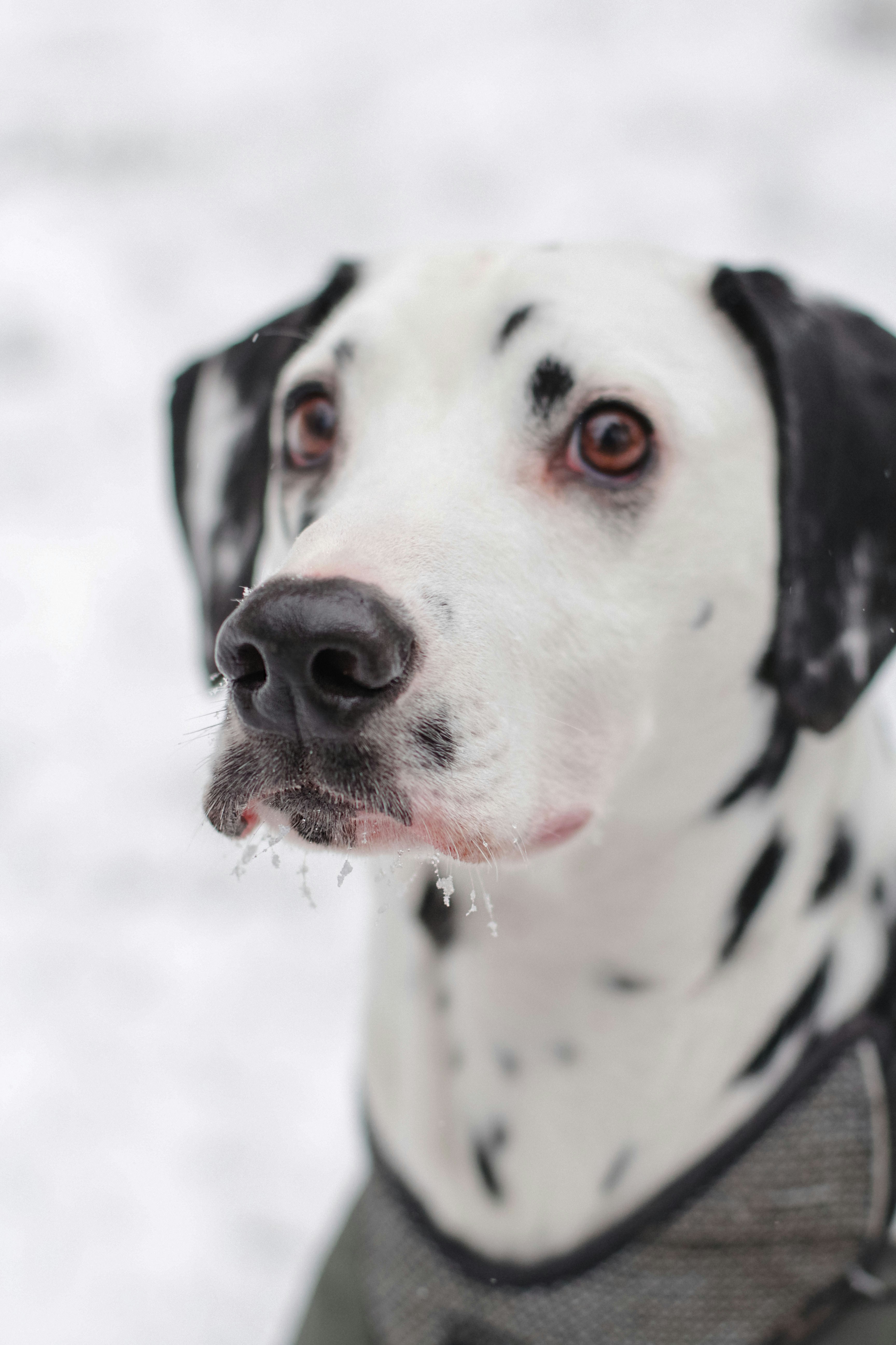 Un perro dálmata con un suéter en la nieve