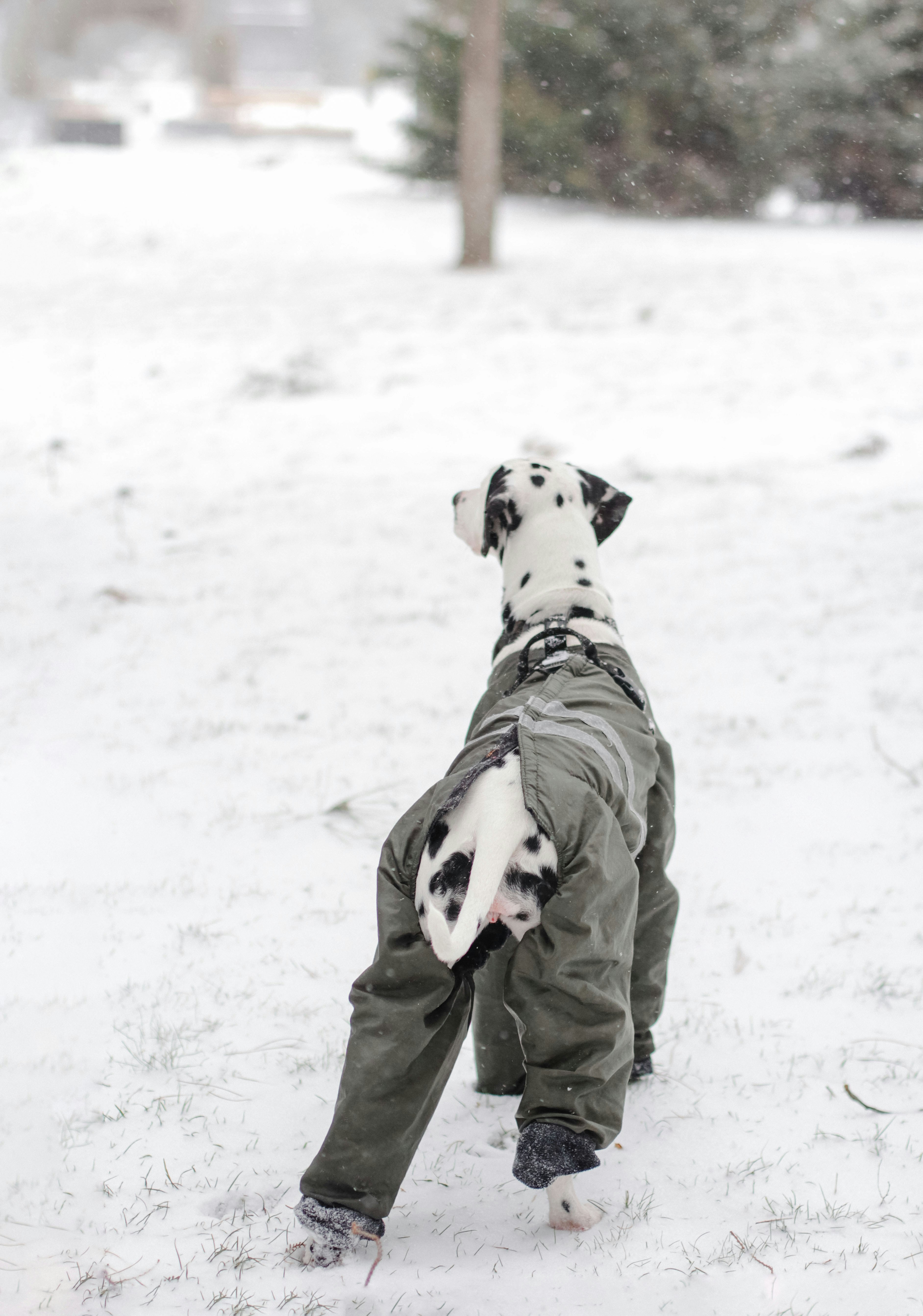 Un perro dálmata con una chaqueta en la nieve