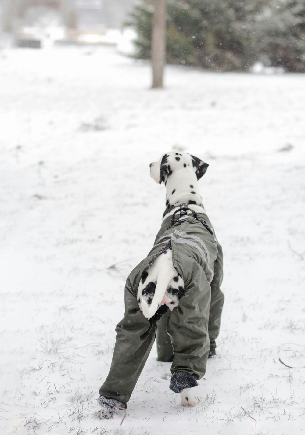 a dalmatian dog wearing a jacket in the snow