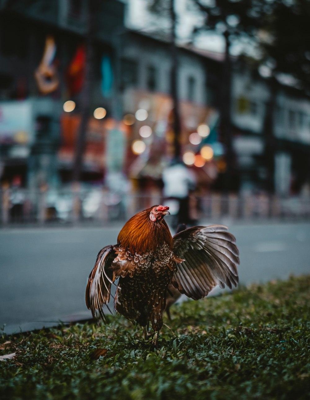Un gallo parado al costado de una carretera
