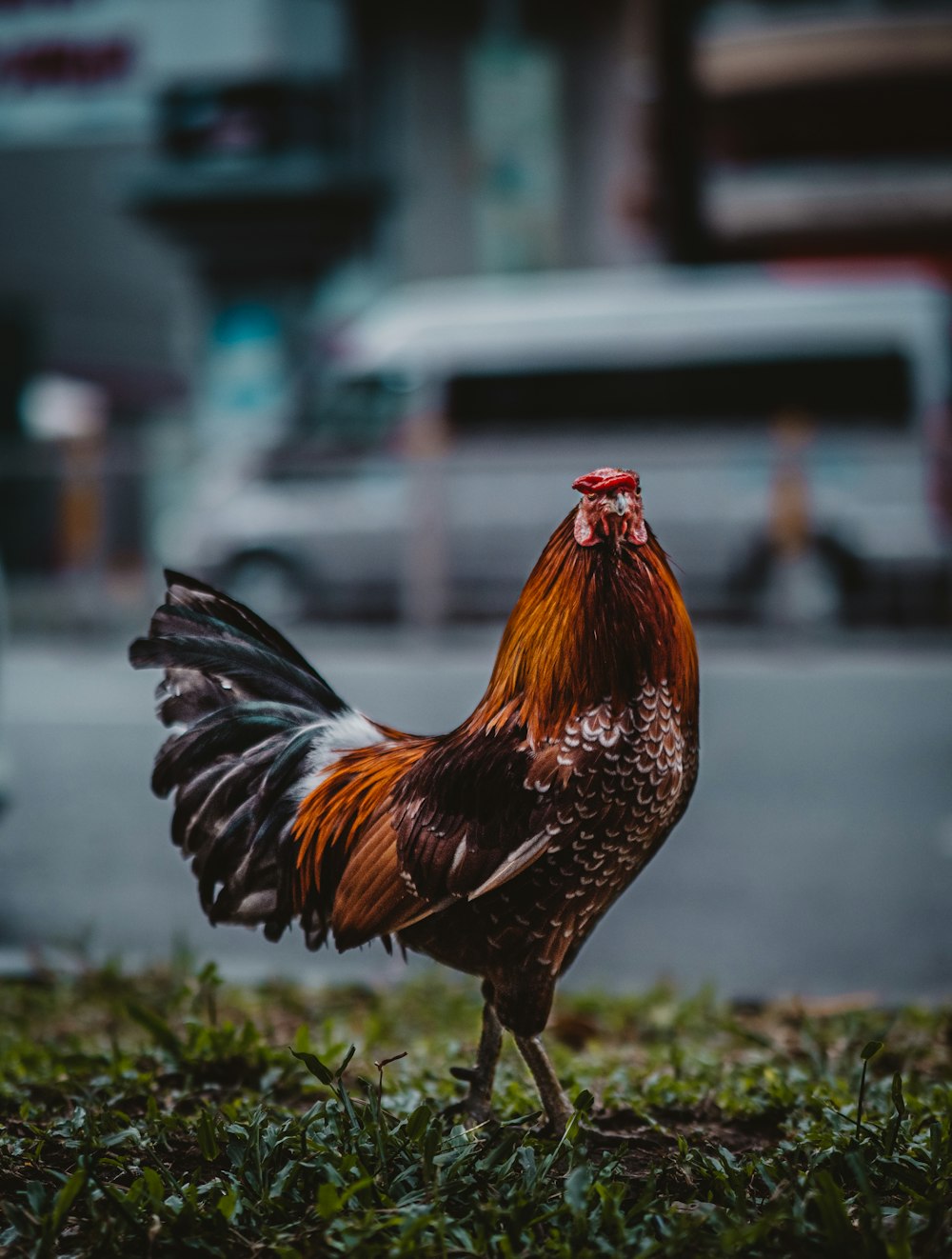 un gallo in piedi nell'erba vicino a una strada