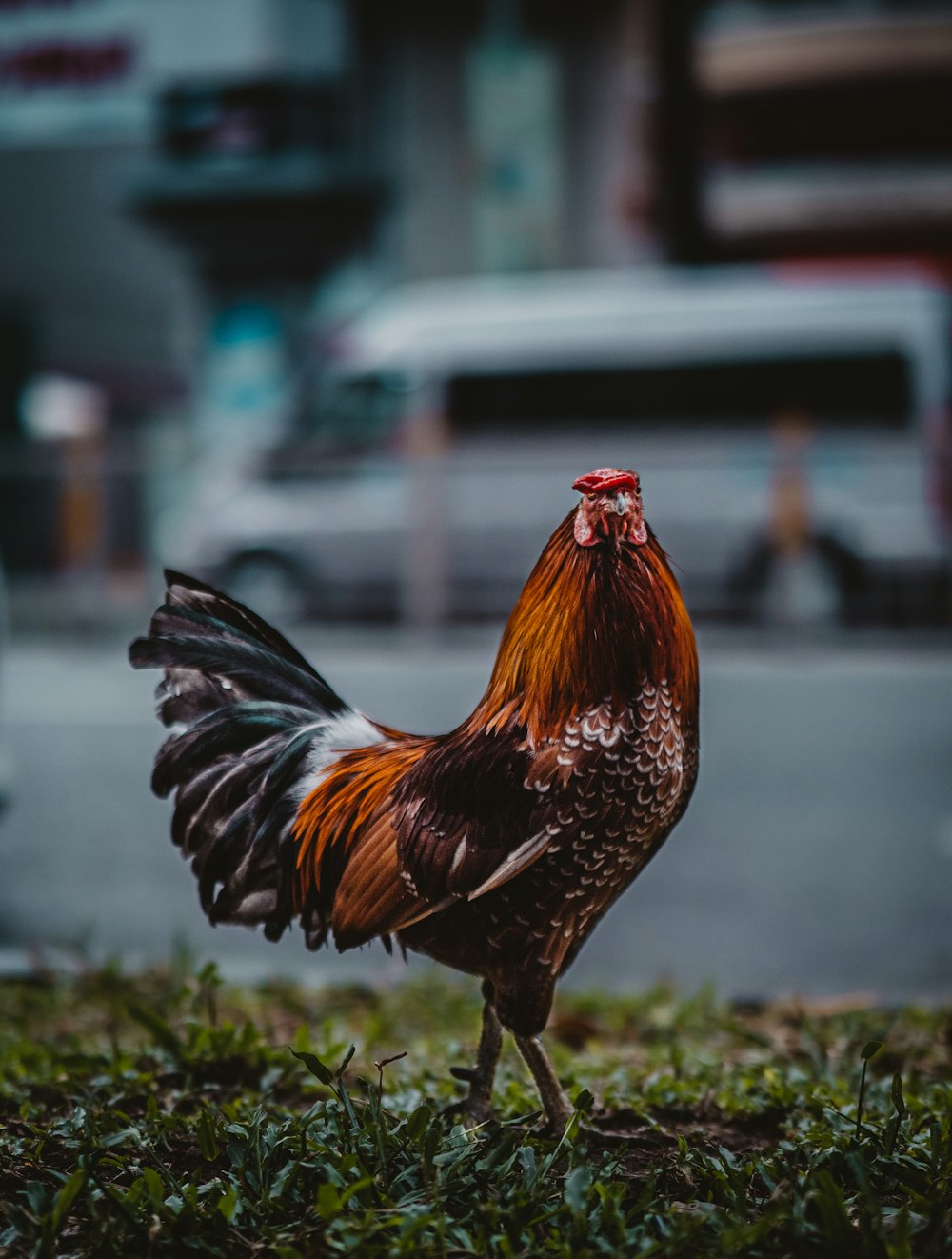 a rooster standing in the grass near a street