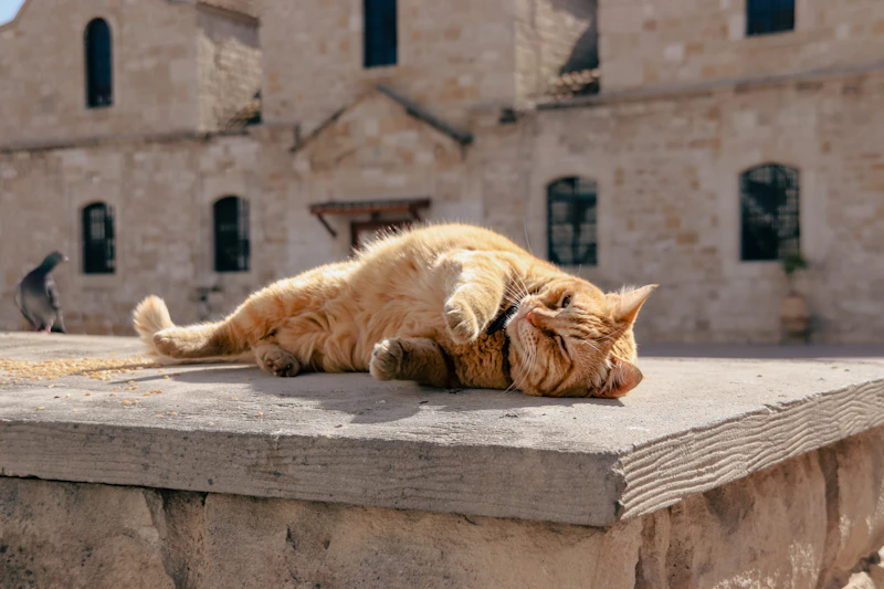 Larnaka