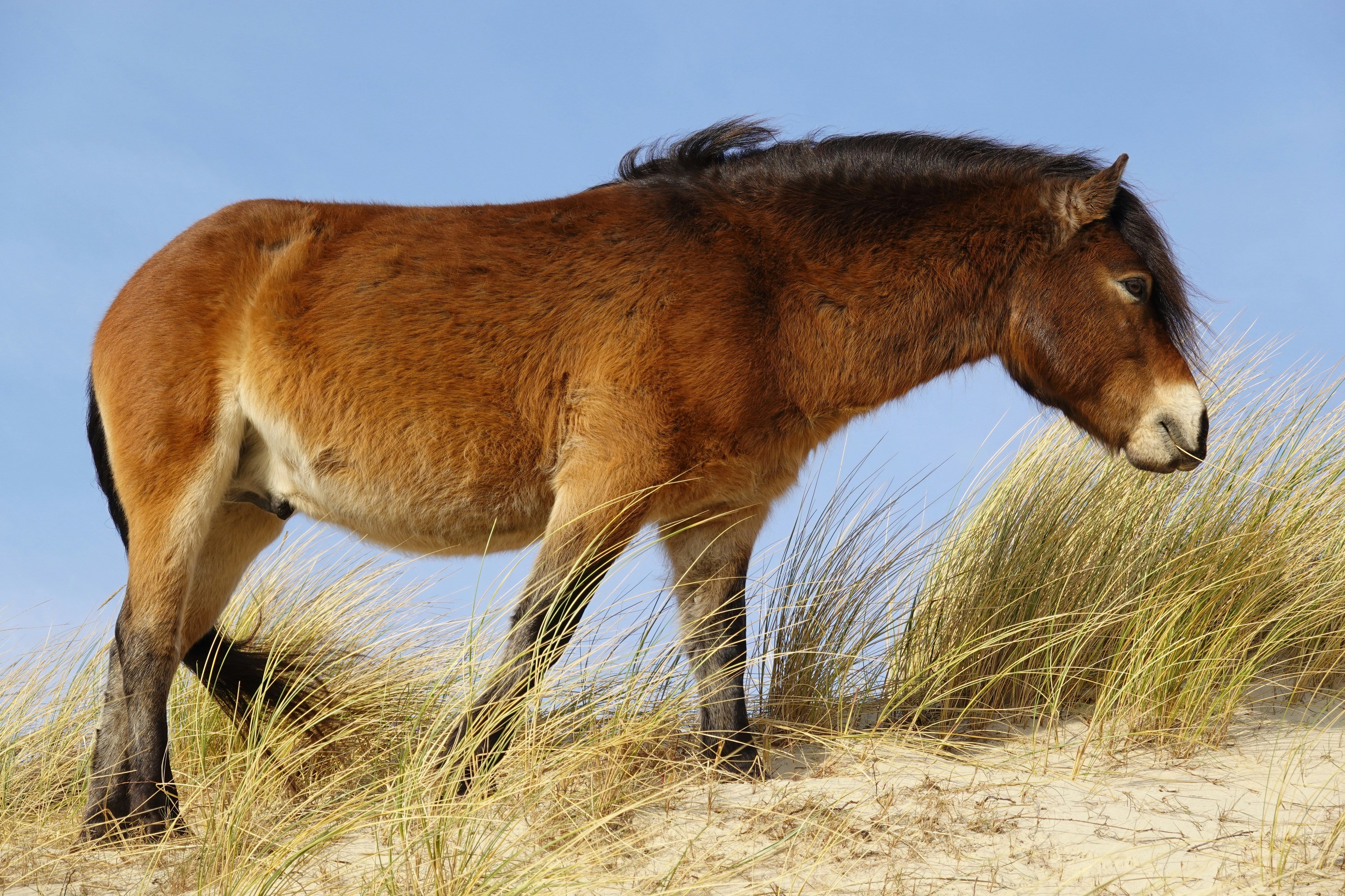 Exmoor pony stallion grazing in between marram grass on top of a dune during a sunny winter day