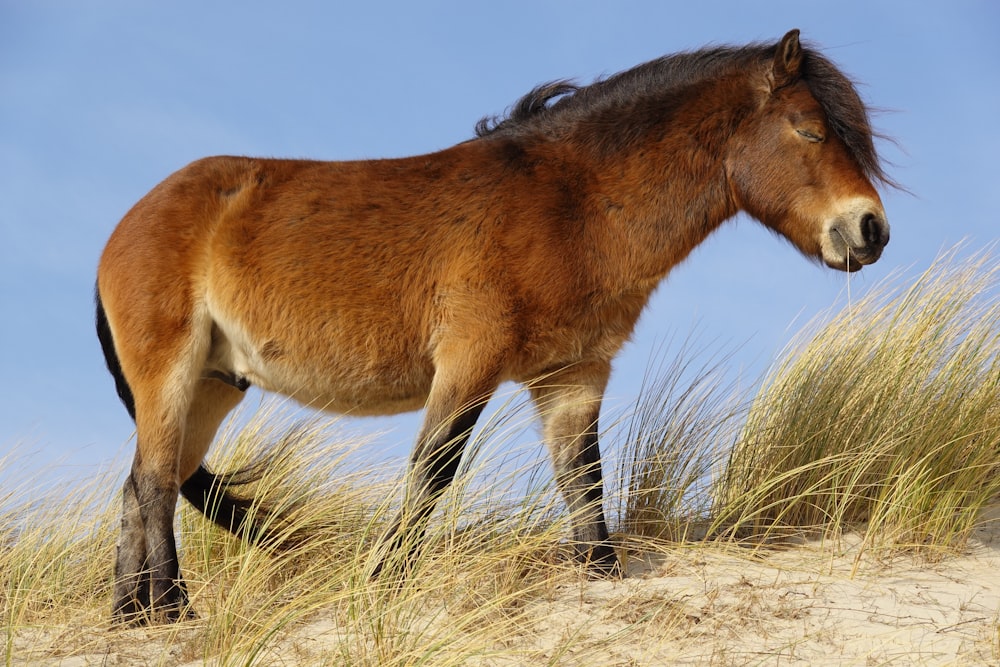 a brown horse standing on top of a sandy hill