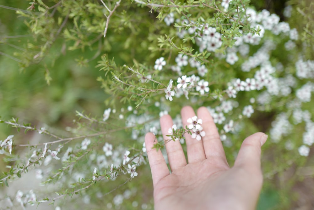 a person's hand reaching for a flower