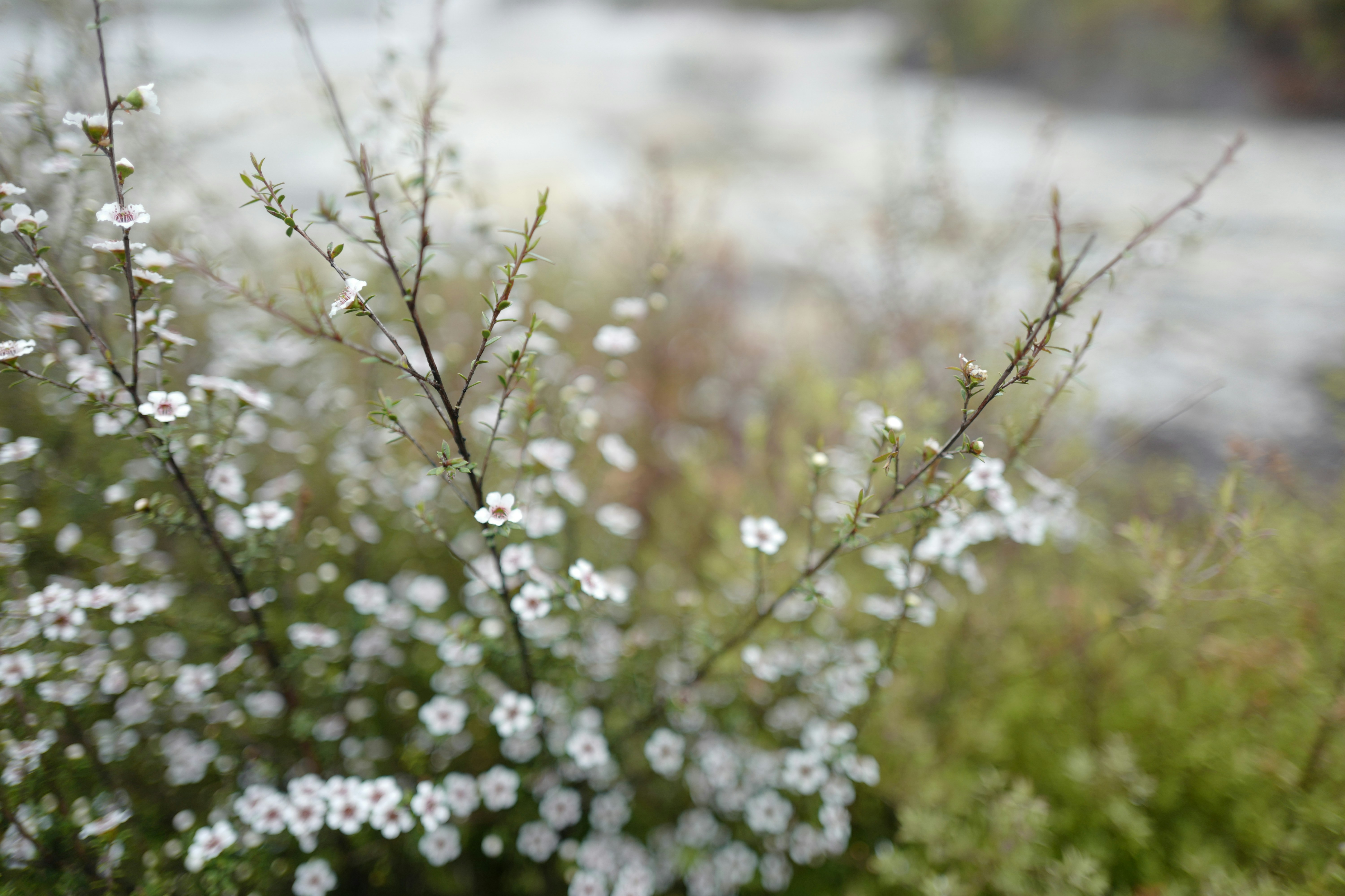 New Zealand (Manuka)