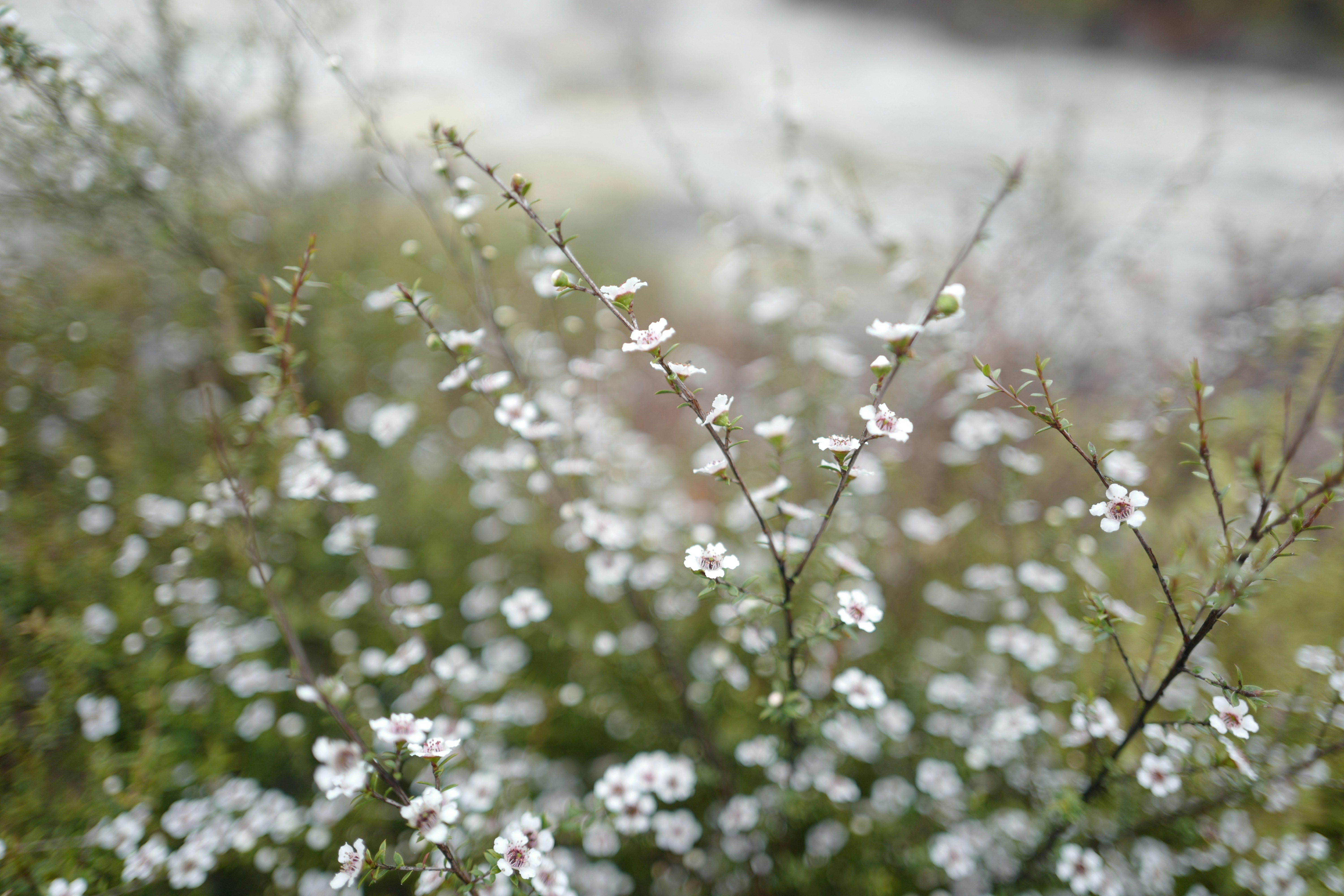 Photo by jenniferyung