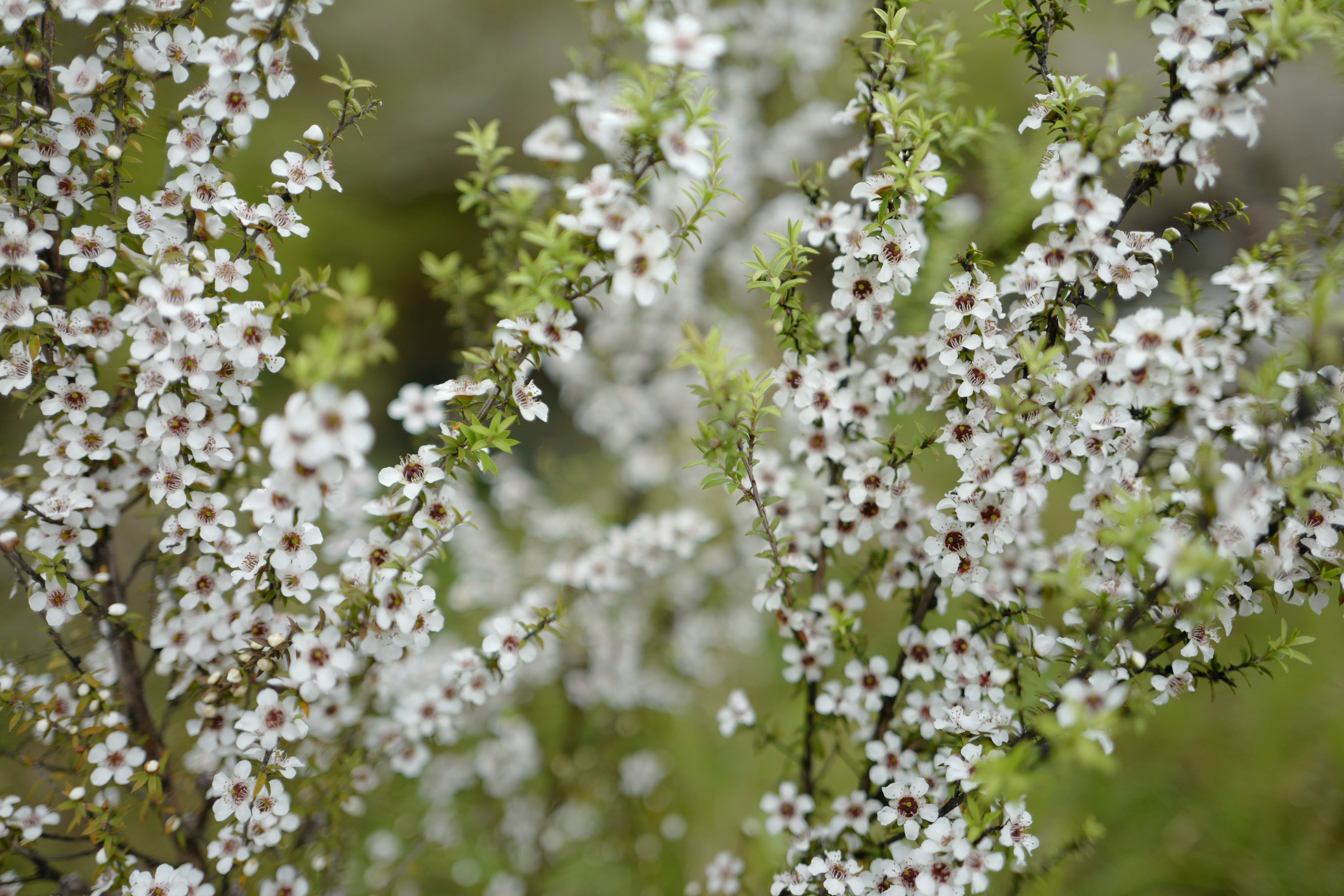 manuka flower that is found in manuka honey
