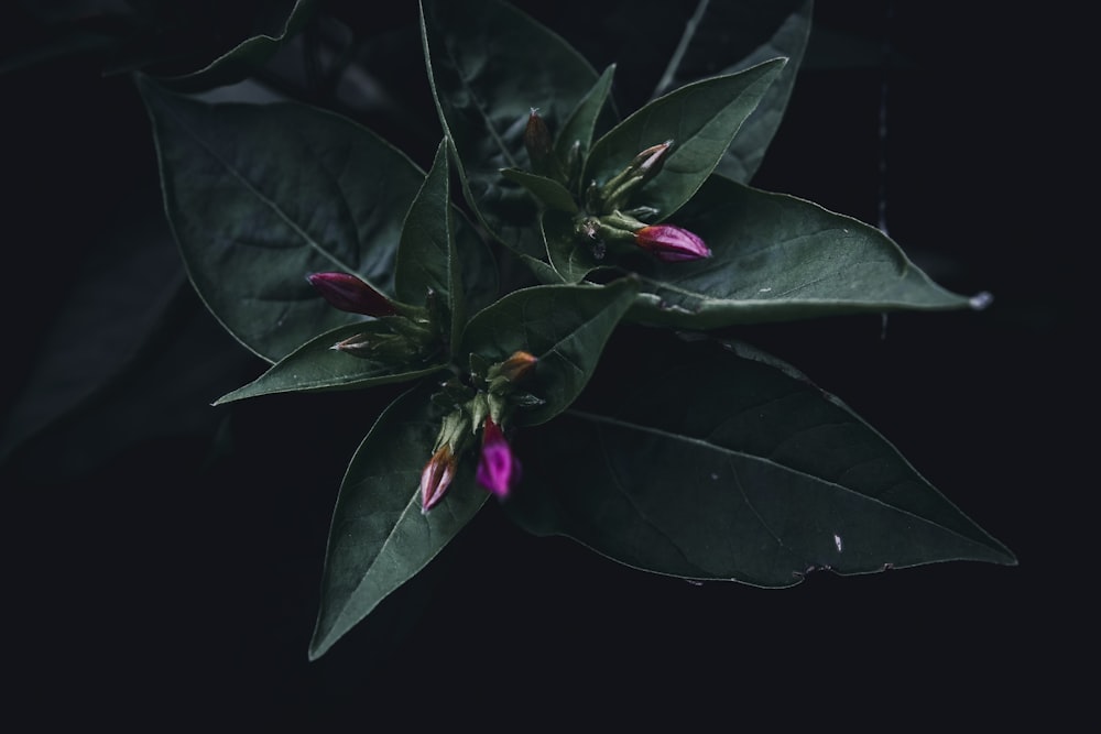 Un primer plano de una flor en una planta