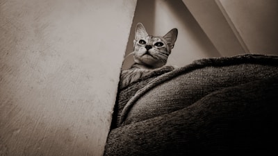 An artistic shot of a cat lounging.