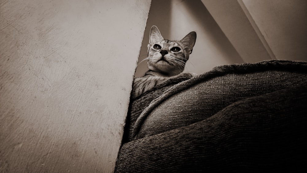 a cat is peeking out from behind a wall