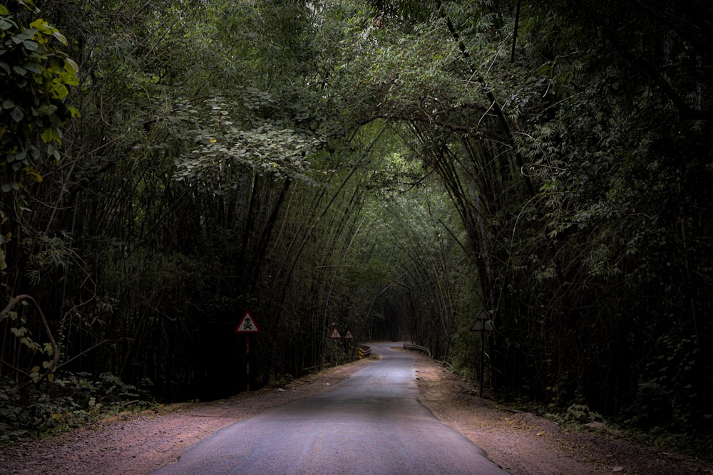 an empty road surrounded by trees in the middle of a forest