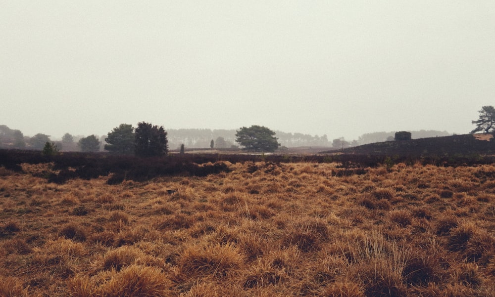 a field with a few trees in the distance