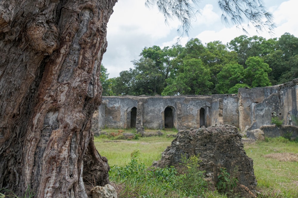 a large tree in front of an old building