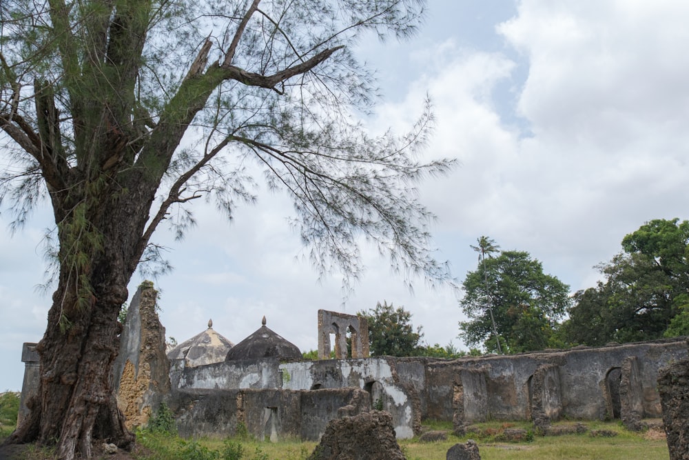 a tree in front of an old building