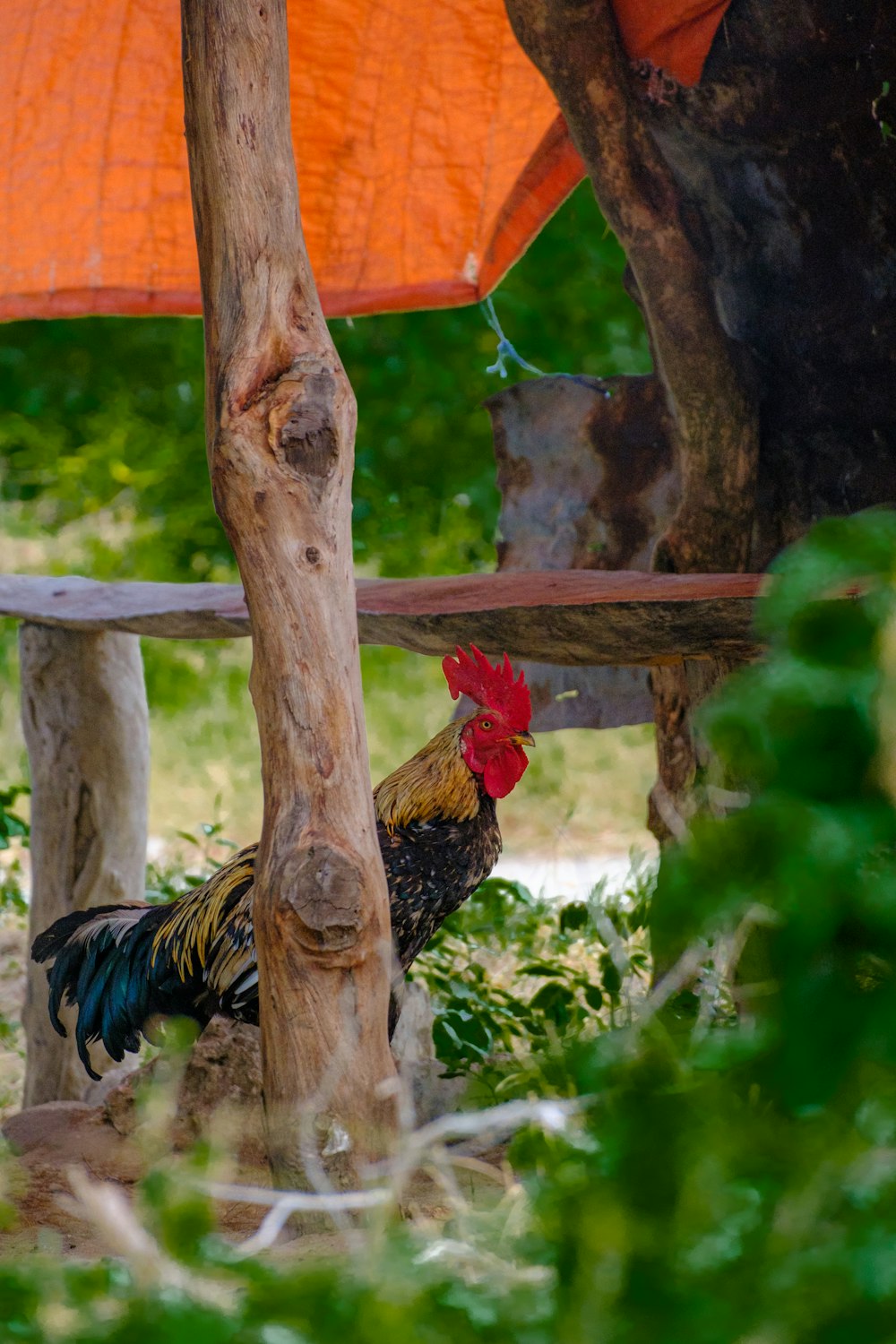 a rooster is standing in the shade under a tree