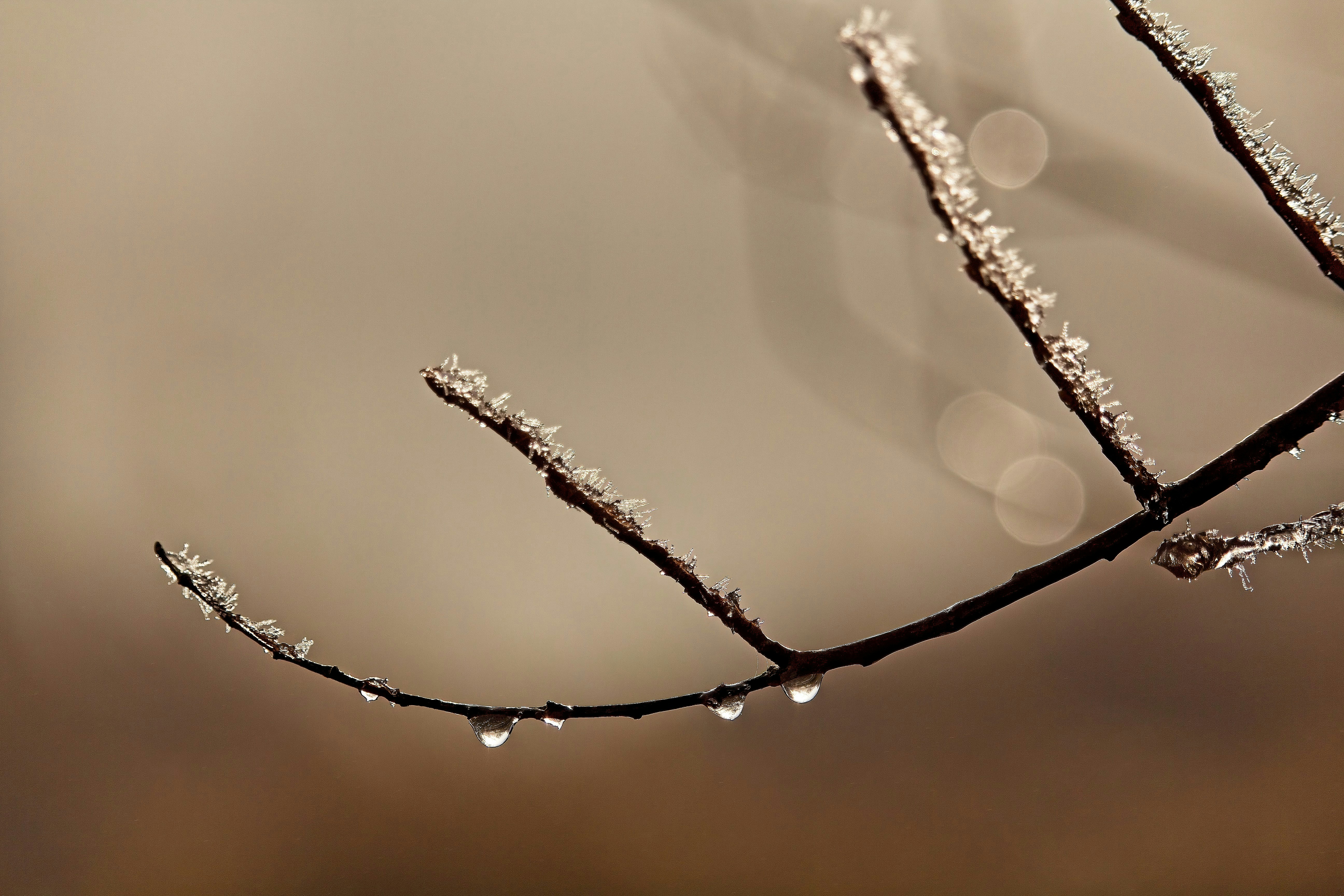 a branch with drops of water on it