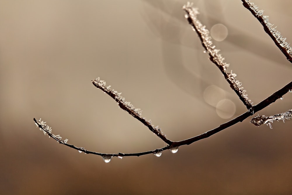 a branch with drops of water on it