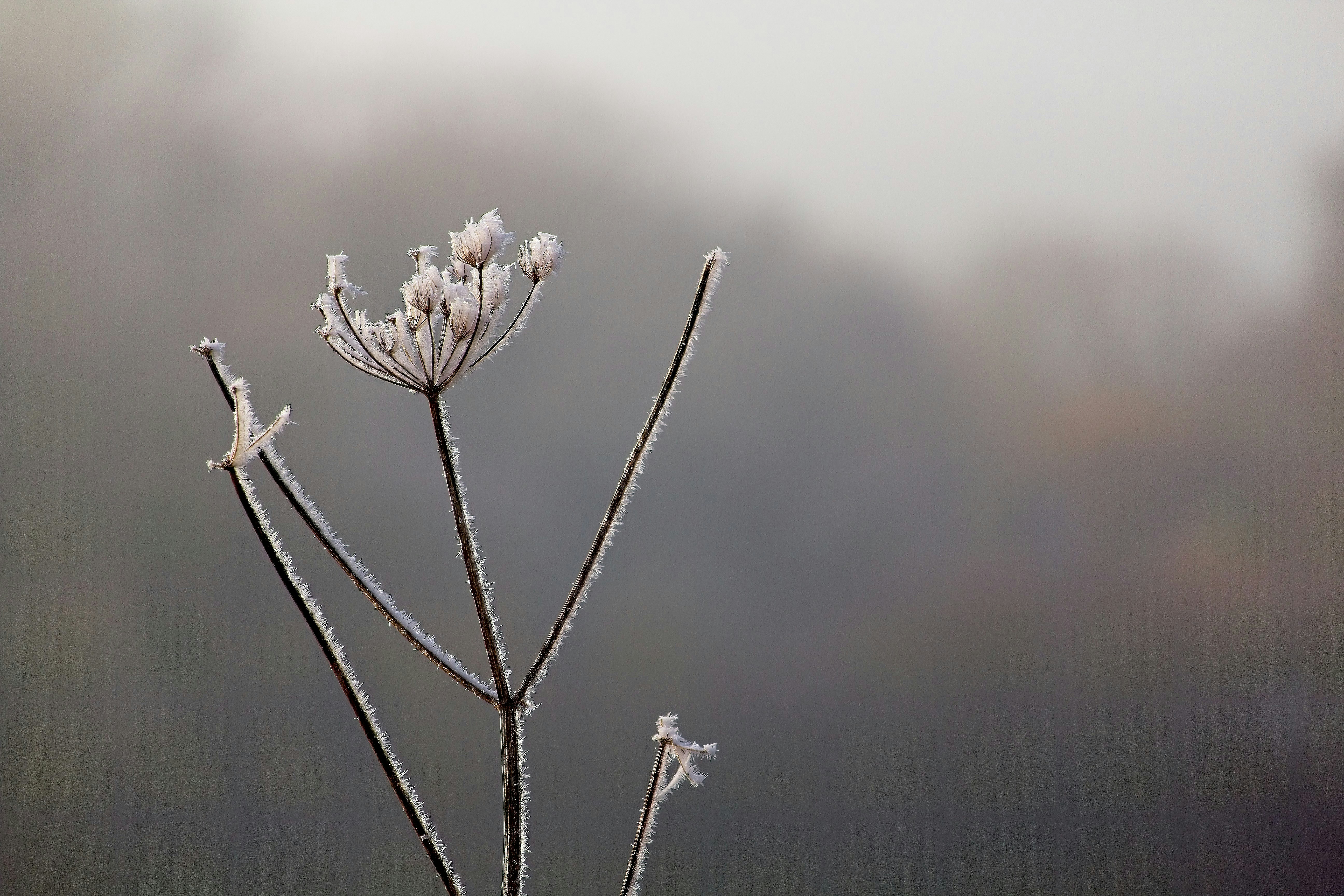 a close up of a plant with frost on it