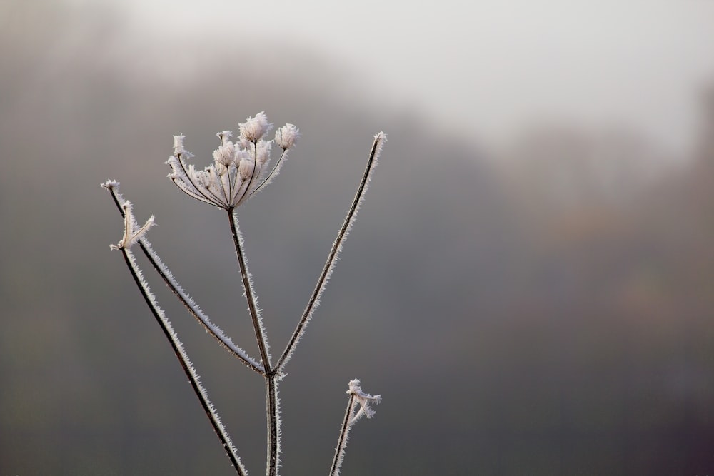 a close up of a plant with frost on it