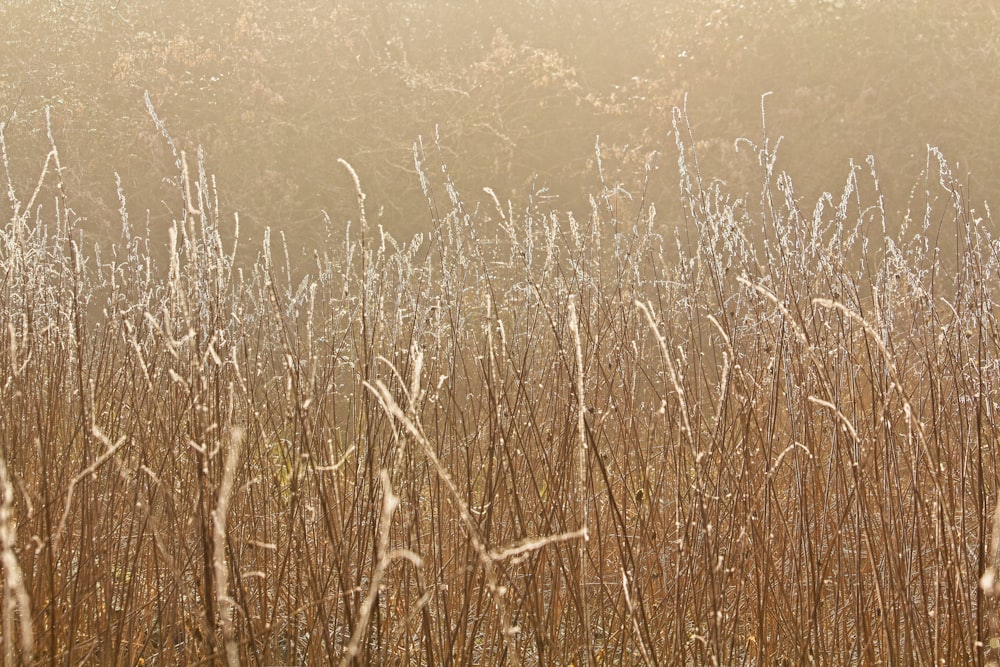 a field of tall brown grass covered in frost