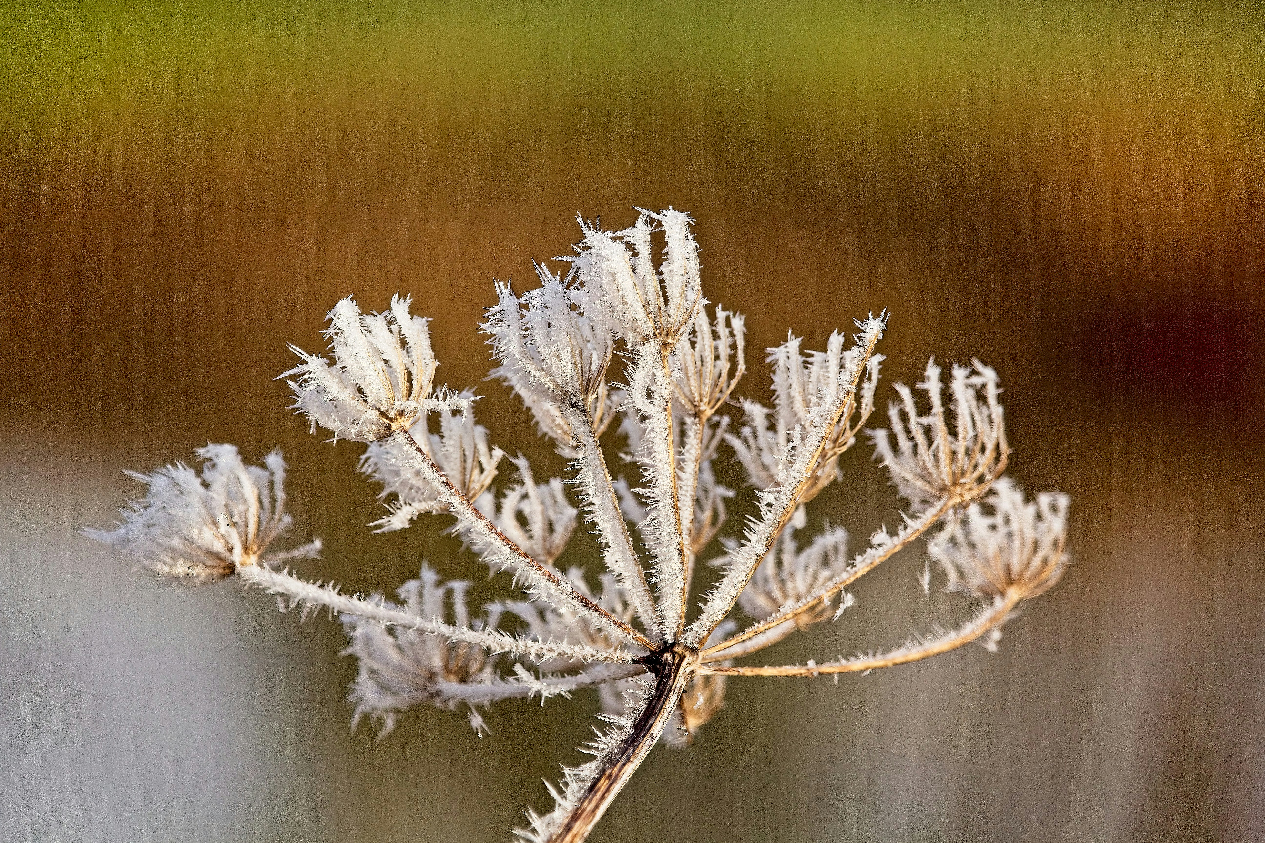 a close up of a plant with frost on it