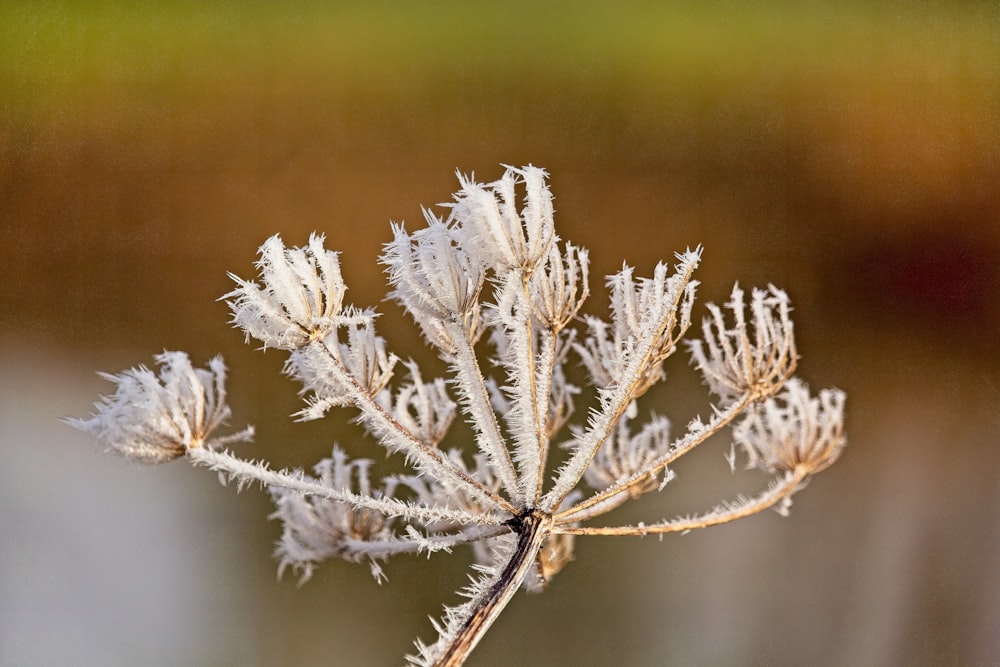 a close up of a plant with frost on it