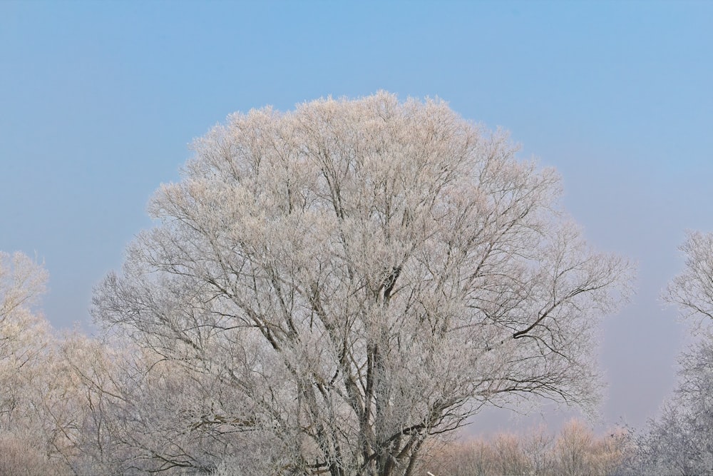 a group of trees in a field covered in snow