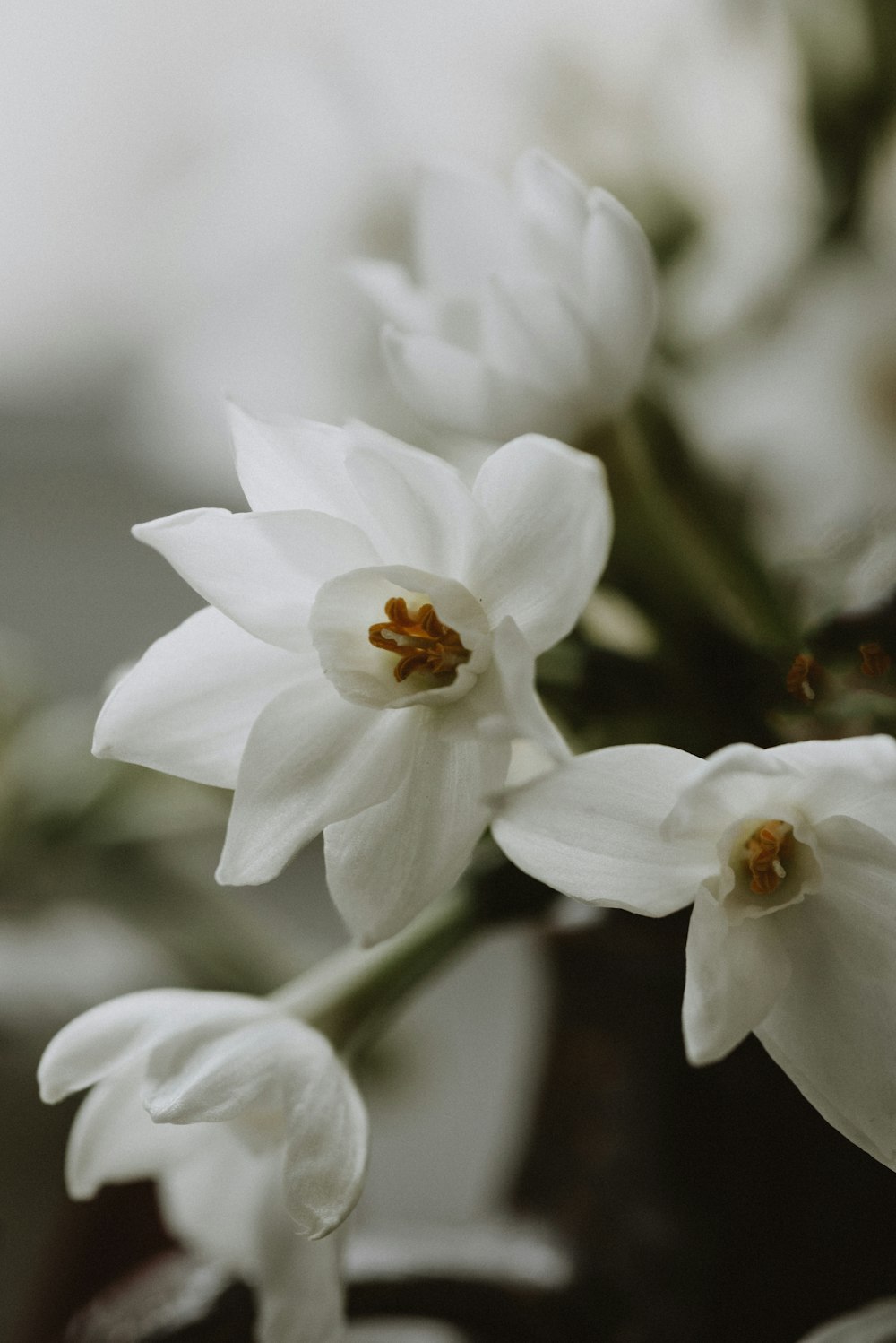 a bunch of white flowers in a black vase