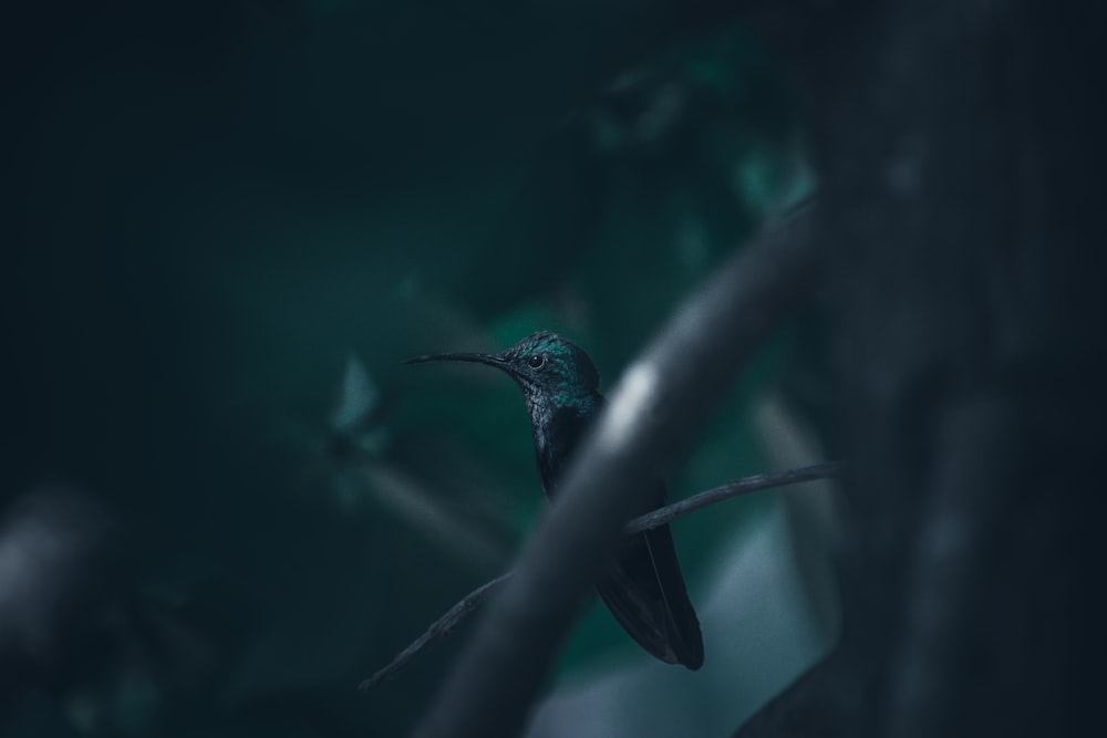 a small bird sitting on a branch in the dark