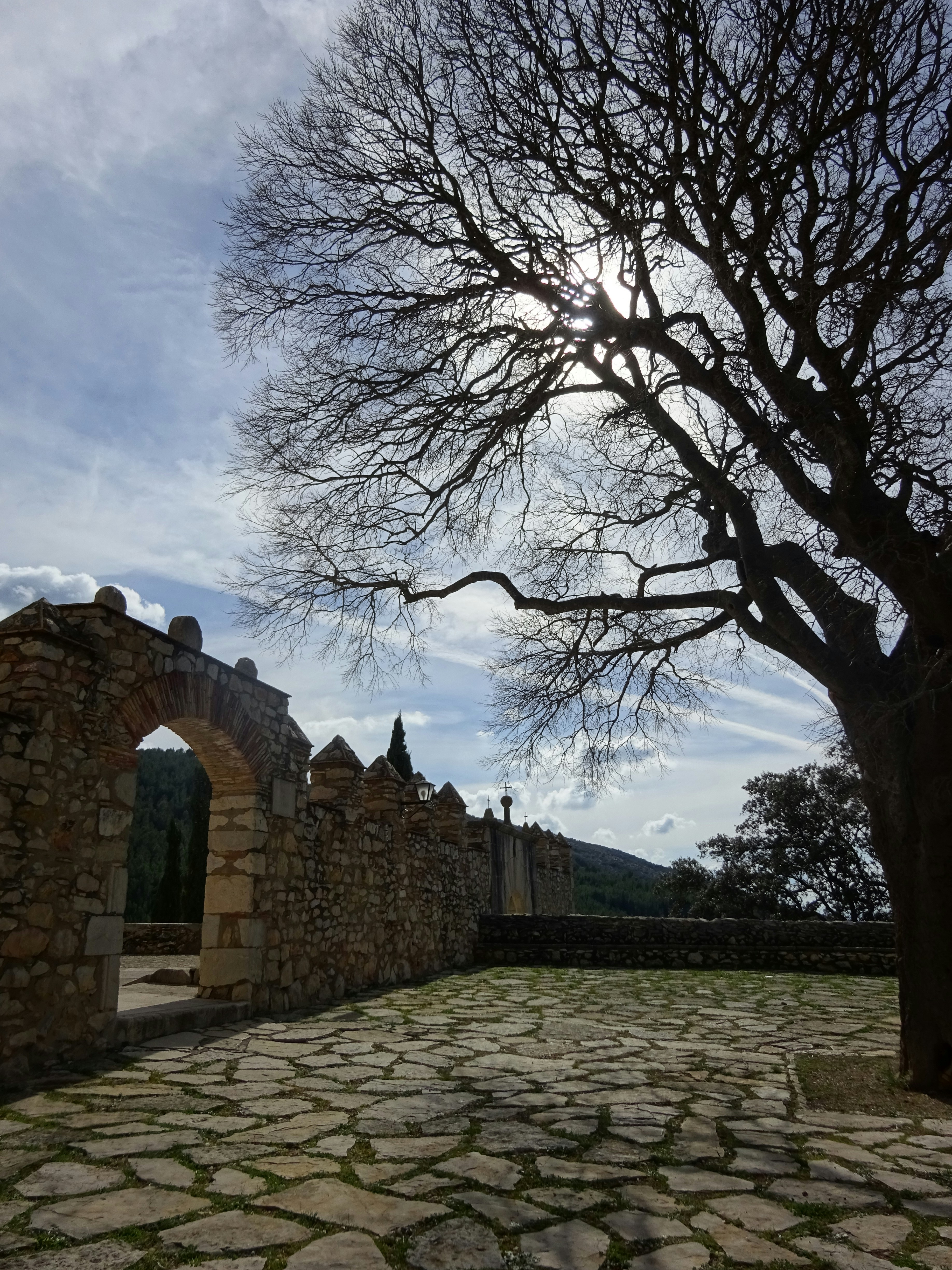 a stone walkway with a tree in the middle of it