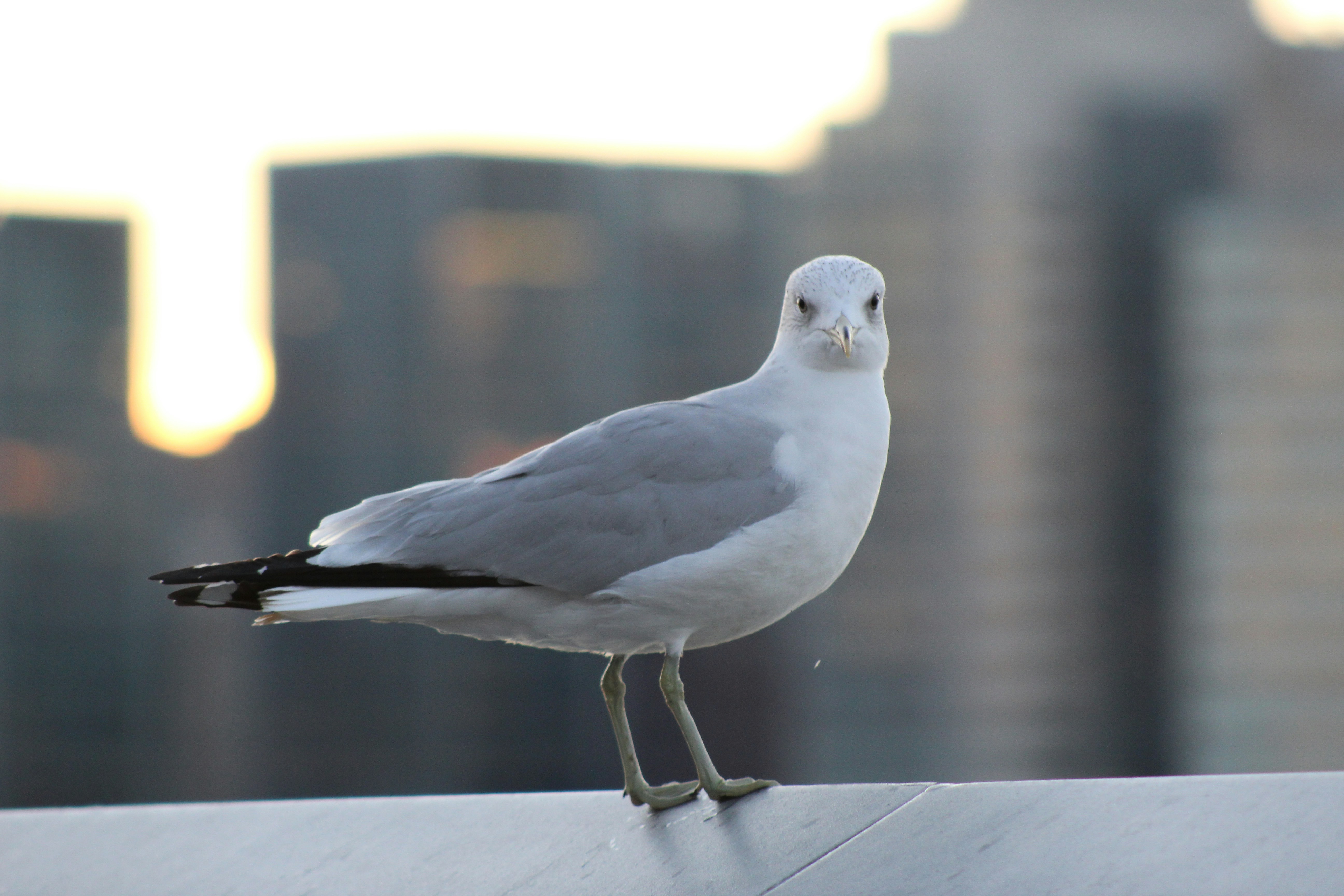 Una gaviota parada en el borde de un edificio