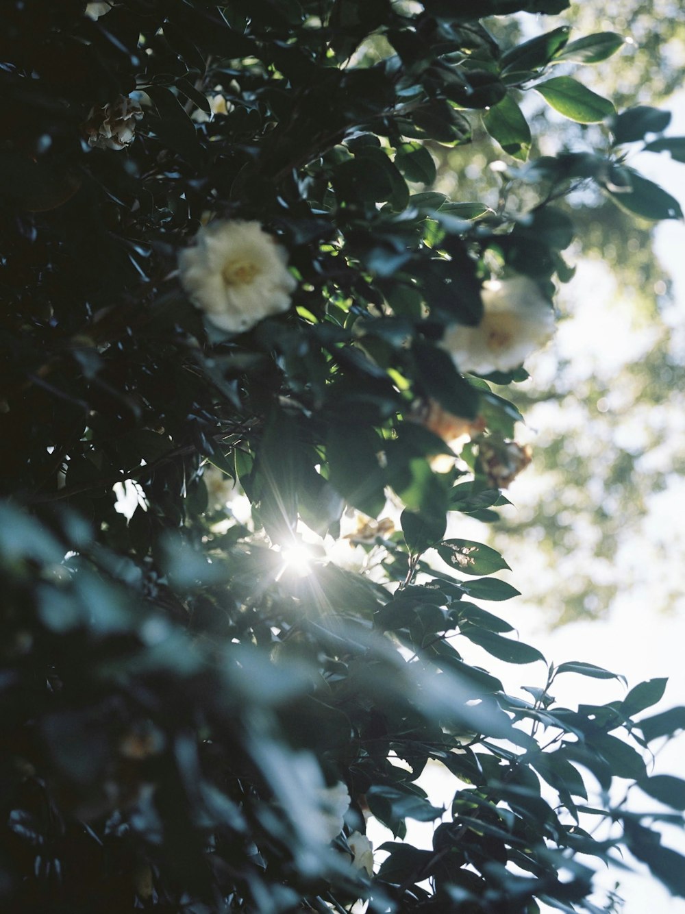 o sol brilha através das folhas de uma árvore
