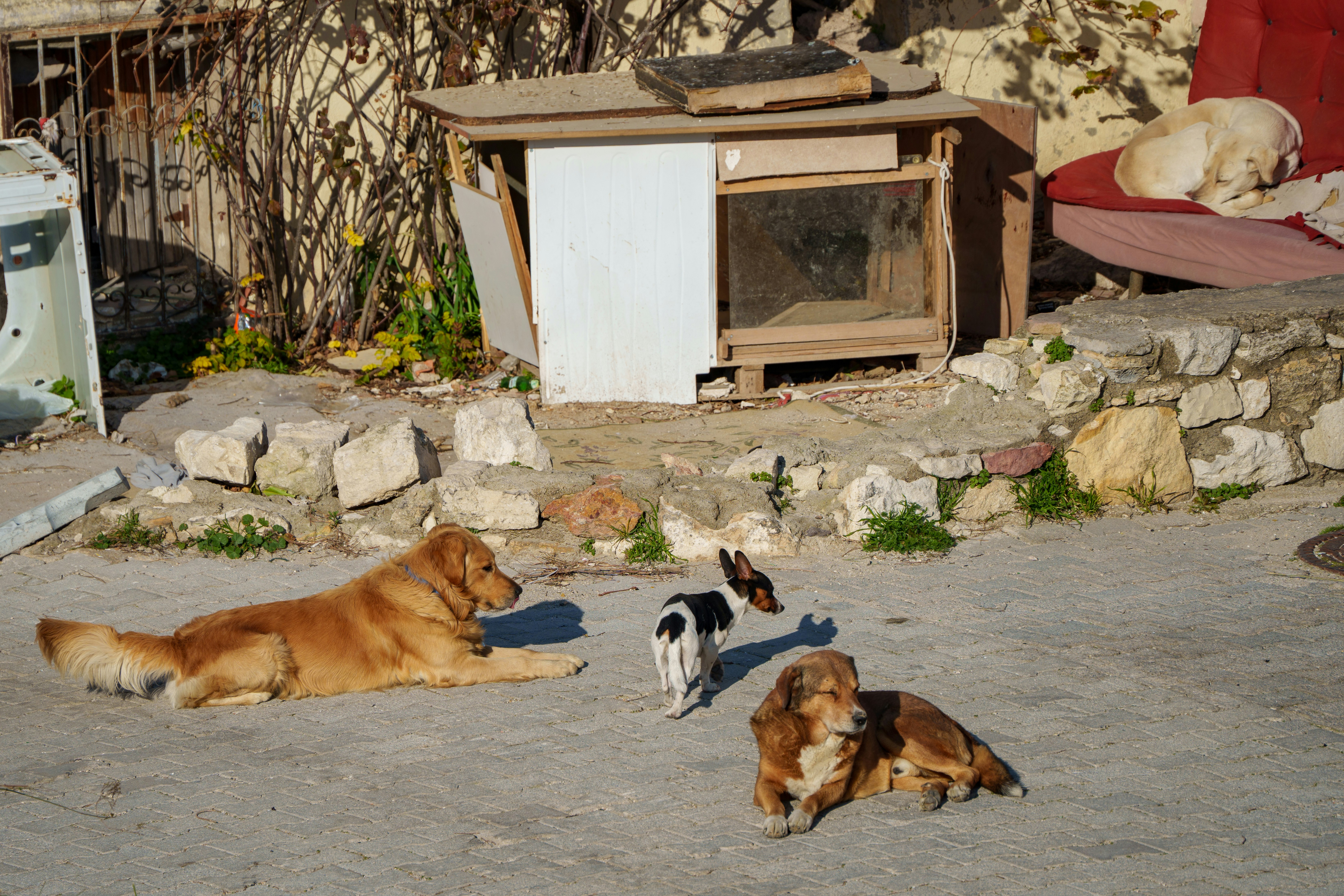 Canine Explorer Conquers Continents: Oli's Incredible 24-Country Odyssey